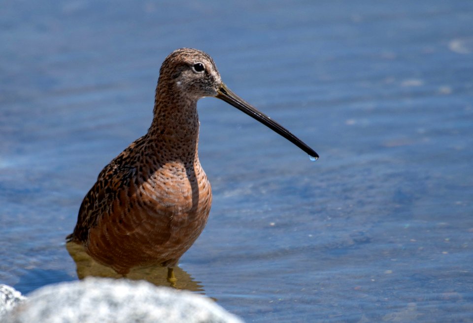 Long-billed dowitcher