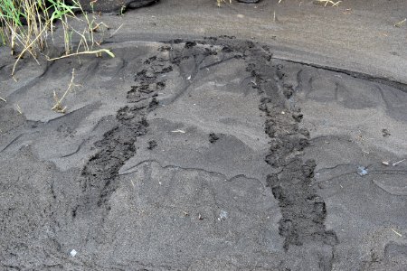reptile turtle tracks buckridge coastal preserve ncwetlands am (9) photo