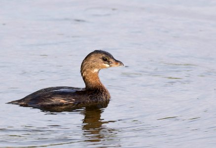 Pied-billed grebe