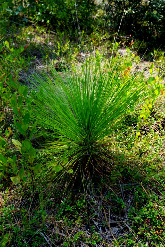 longleaf grass stage patsy's pond croatan NF KG (1)