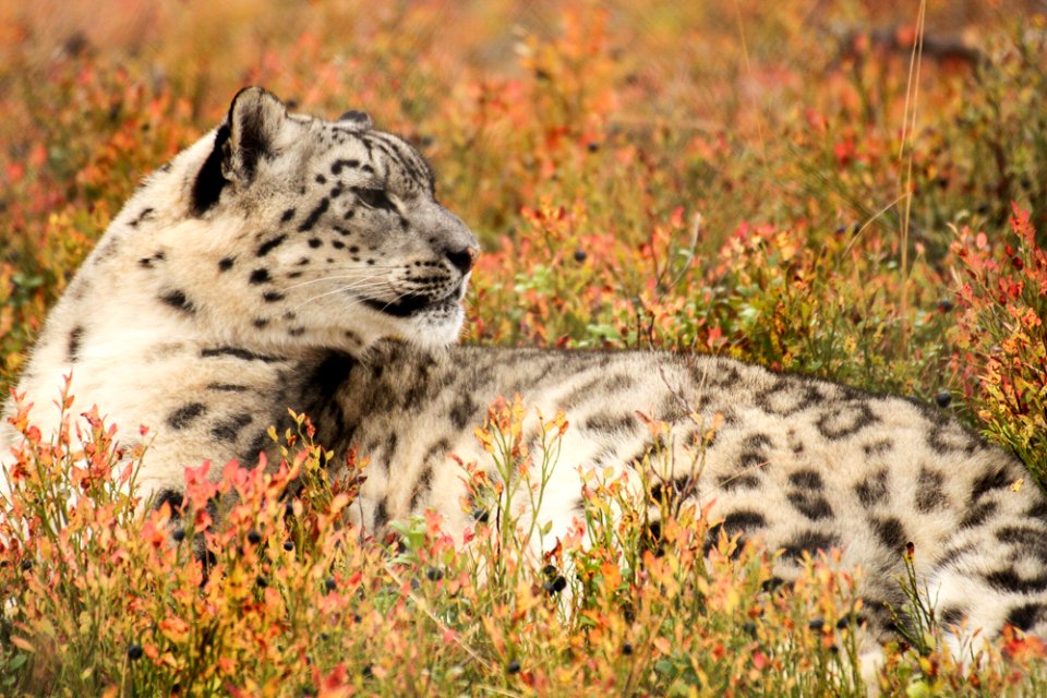 Snow Leopard at Orsa Björnpark