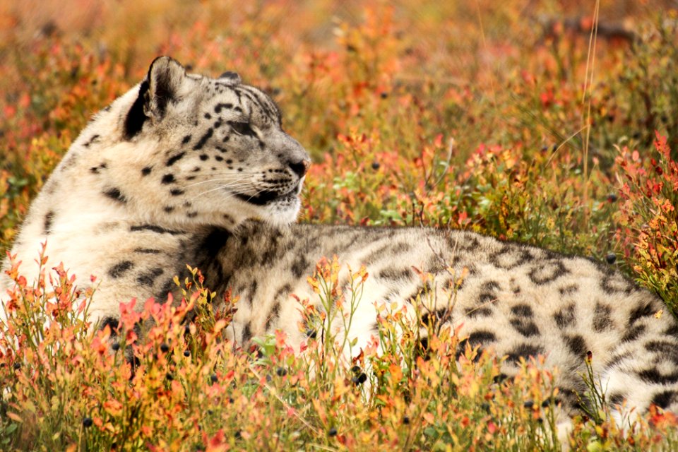 Snow Leopard at Orsa Björnpark photo