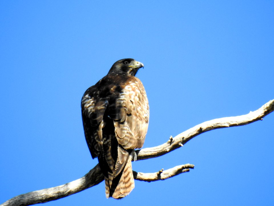 A red-tailed hawk
