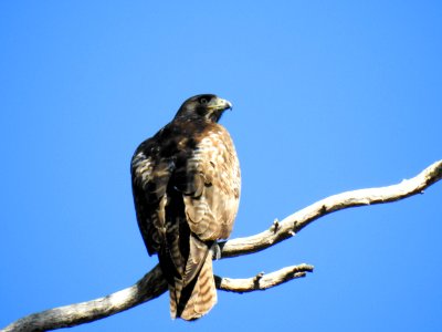 A red-tailed hawk