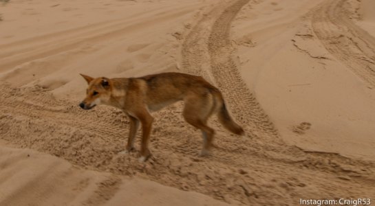 Fraser Island - Australia photo