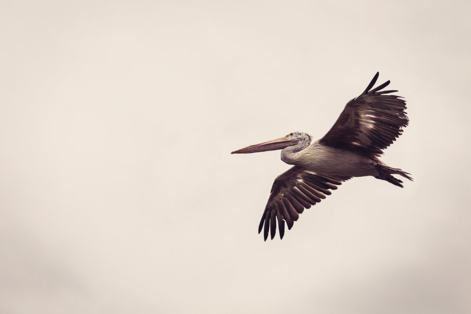 Dalmatian pelican