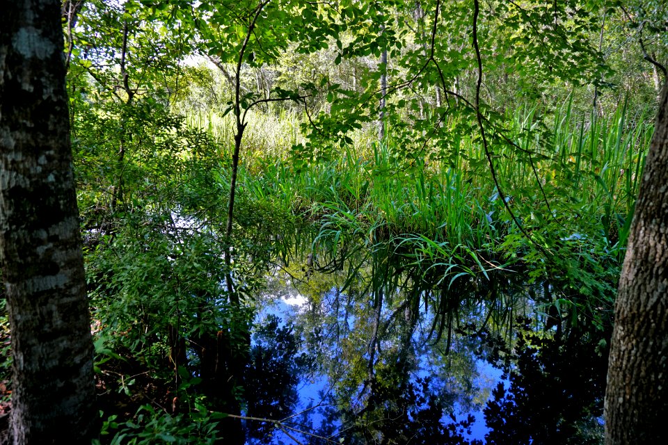 Haywood Landing ncwetlands KG (1)