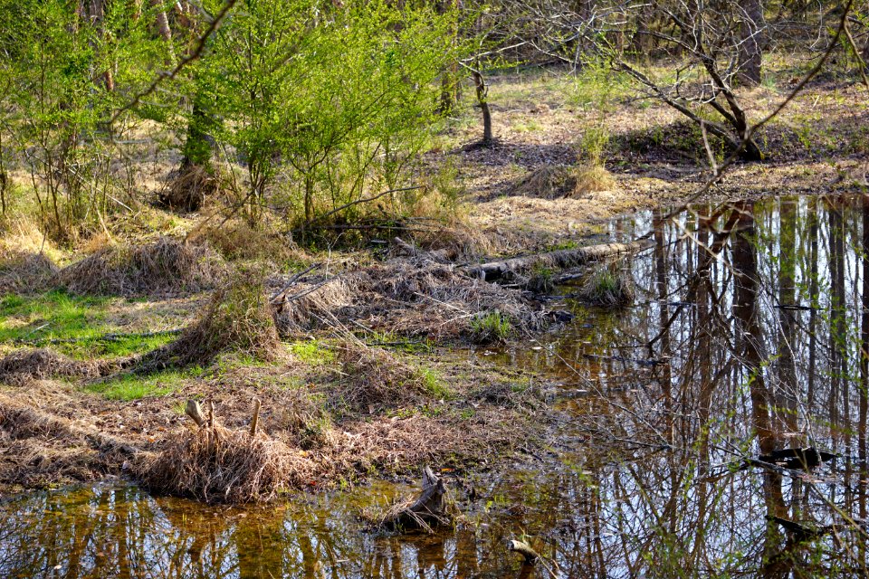 scene shrub wetland Clemmons Ed SF ncwetlands KG (3)