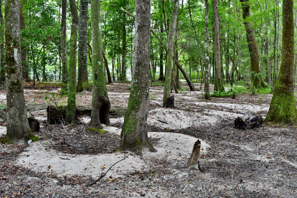 scene sediment deposits bottomland hardwood wetland near campground Lumber River SP Princess Anne ncwetlands AM (27)