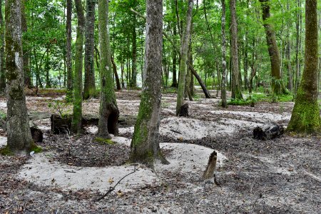 scene sediment deposits bottomland hardwood wetland near campground Lumber River SP Princess Anne ncwetlands AM (27)