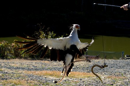 ヘビクイワシ Secretary Bird