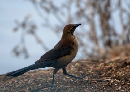 Great-tailed grackle photo