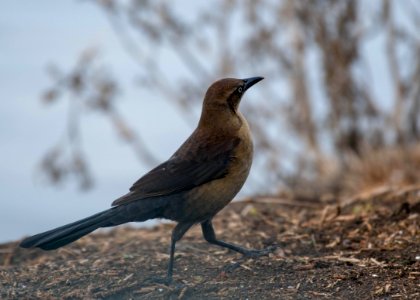 Great-tailed grackle