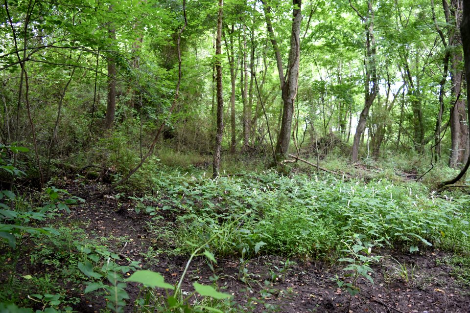 scene greenway at gloucester st goldsboro ncwetlands AM