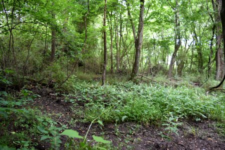 scene greenway at gloucester st goldsboro ncwetlands AM