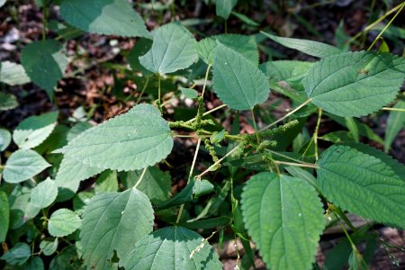 plant Boehmeria cylindrica bog hemp Schenck Forest ncwetlands KG
