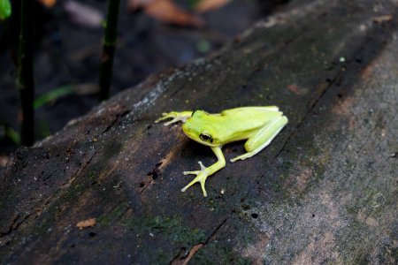 amphibian green treefrog Hyla cinerea Columbus County Game Land ncwetlands KG (2)