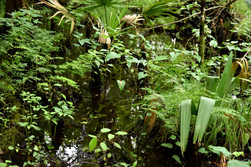 plant diversity latham-whitehurst nature park ncwetlands am