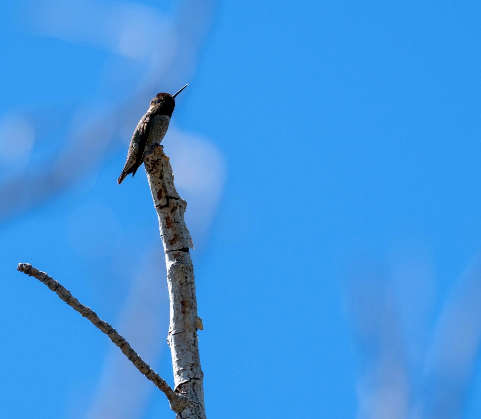 Anna's hummingbird