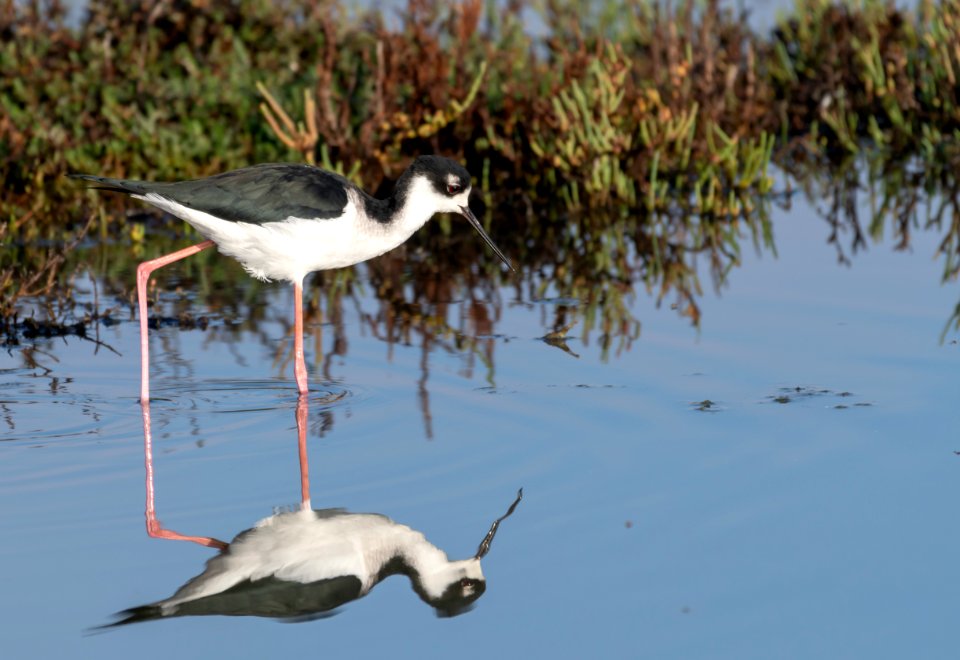 Black-necked stilt