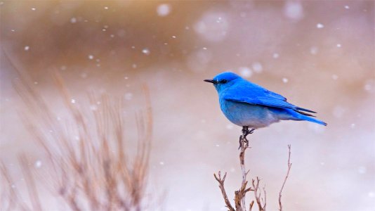 BluebirdsYNP ROW3832397344 1366x768