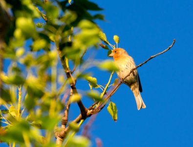 House finch photo