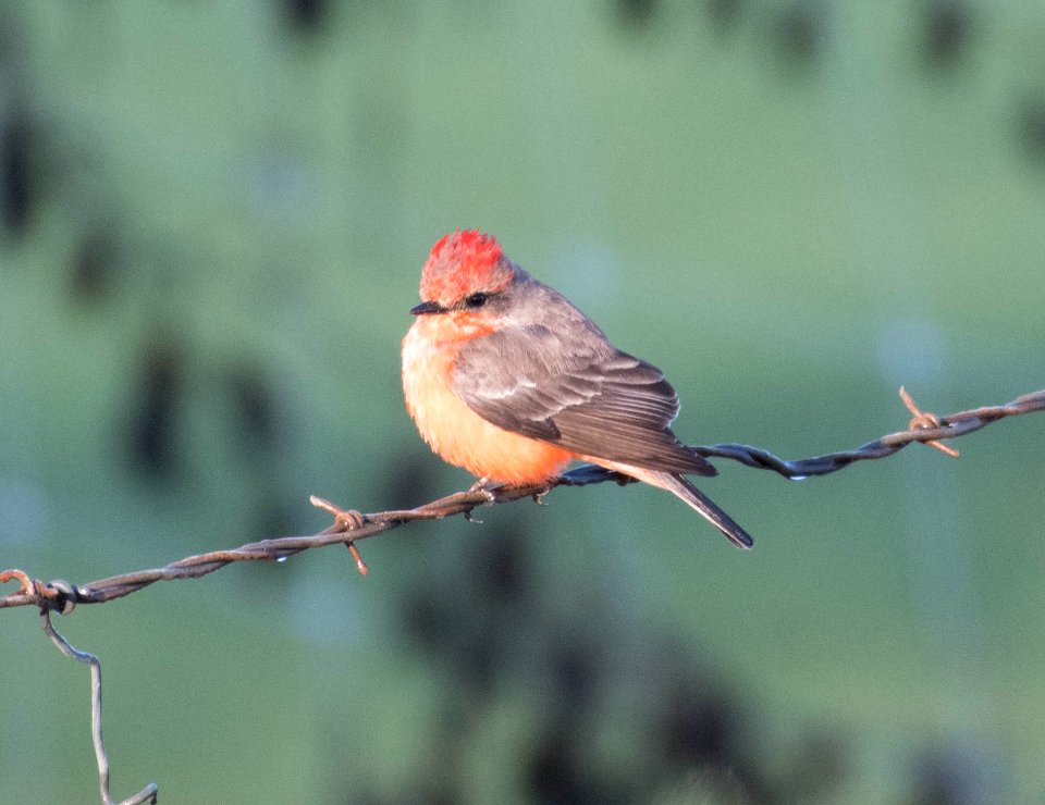 Vermilion flycatcher
