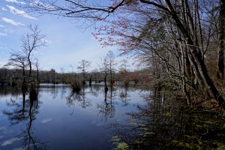 scene Merchants Millpond SP ncwetlands KG (29)