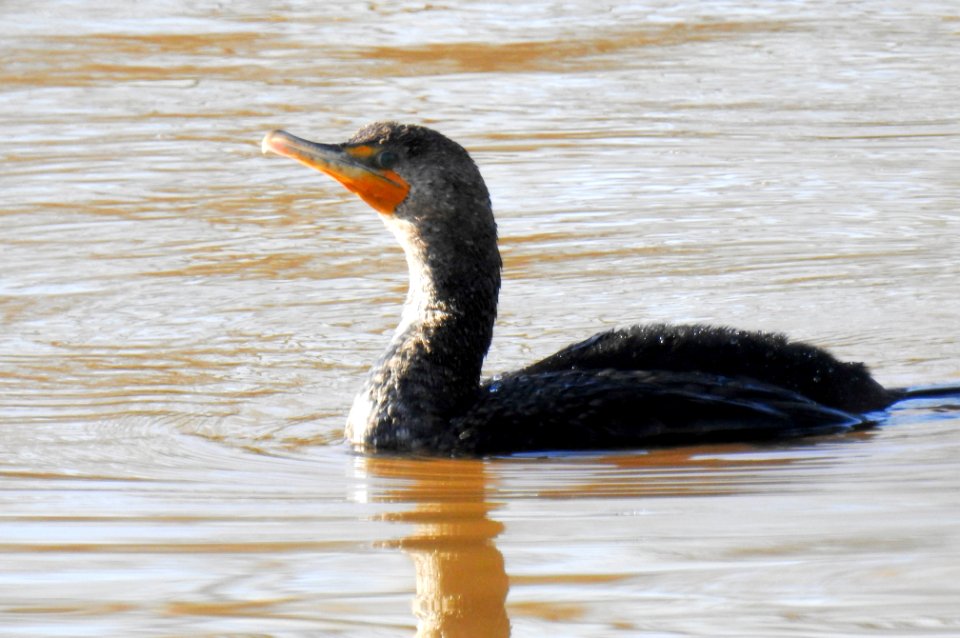 A double-crested cormorant observing the photographer