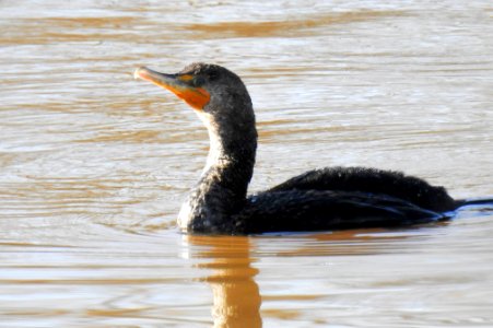 A double-crested cormorant observing the photographer