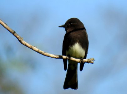 A very photogenic black phoebe shows off