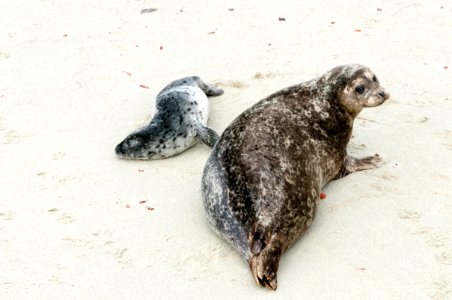 A seal pup and its mother