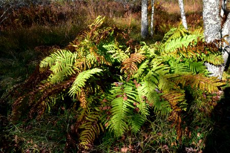 plant cinnamon fern Boone Fork Trail ncwetlands amm (9)