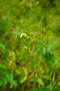plant Bluff Mountain Preserve ncwetlands KG (36)
