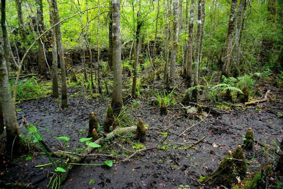 scene Columbus County Game Land ncwetlands KG (3)