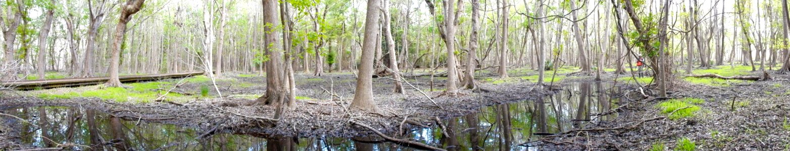 scene bottomland hardwood wetland Carolina beach state park ncwetlands KG (7)