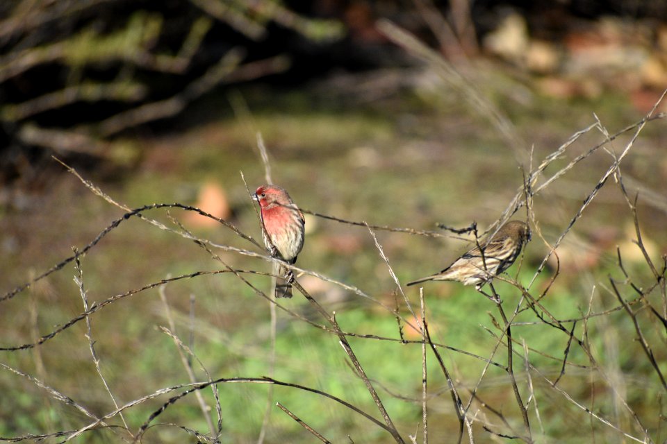 A male and female house finch.