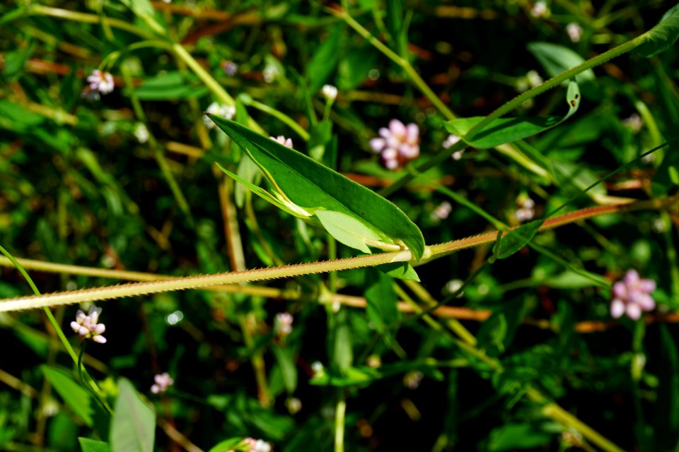 plant tearthumb Polygonum sagittatum Little River Park ncwetlands KG (2)