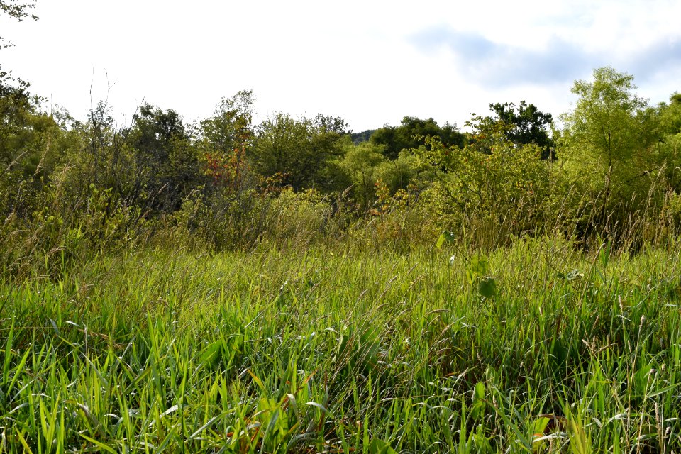 scene Little Tennessee River Greenway Airport Trail ncwetlands AM (13)