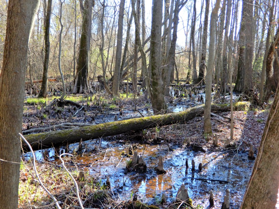 scene Beech St Greenway ncwetlands KG (2)