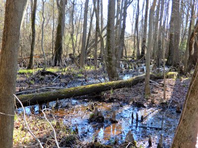 scene Beech St Greenway ncwetlands KG (2)