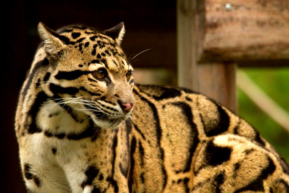 Clouded Leopard photo