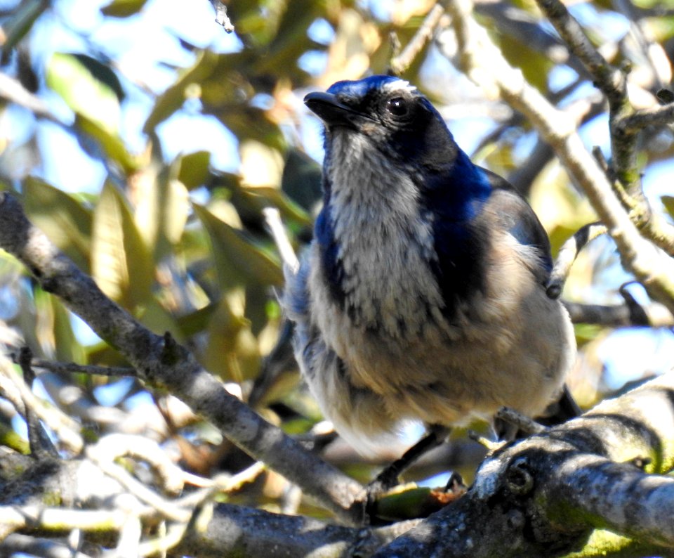 A California scrub-jay