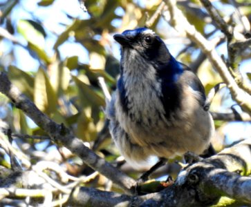 A California scrub-jay