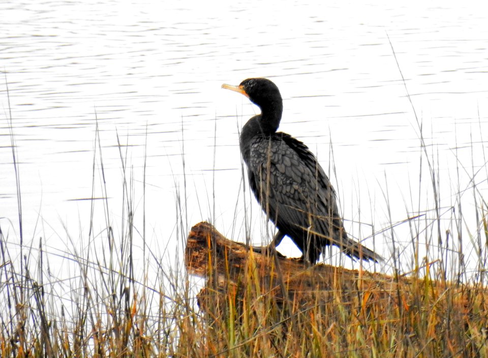 A pensive double-crested cormorant