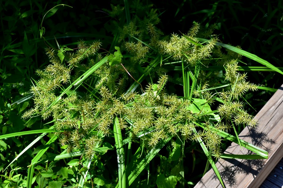 plants cyperus fort macon ncwetlands AM (21)