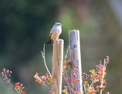 Say's phoebe