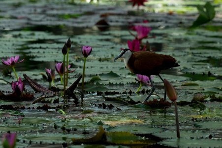 レンカク Pheasant-tailed Jacana