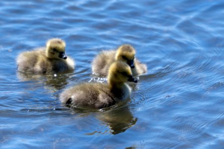 Canada goslings photo