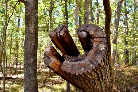 other - lightning struck tree Mason Farms ncwetlands KG (15)